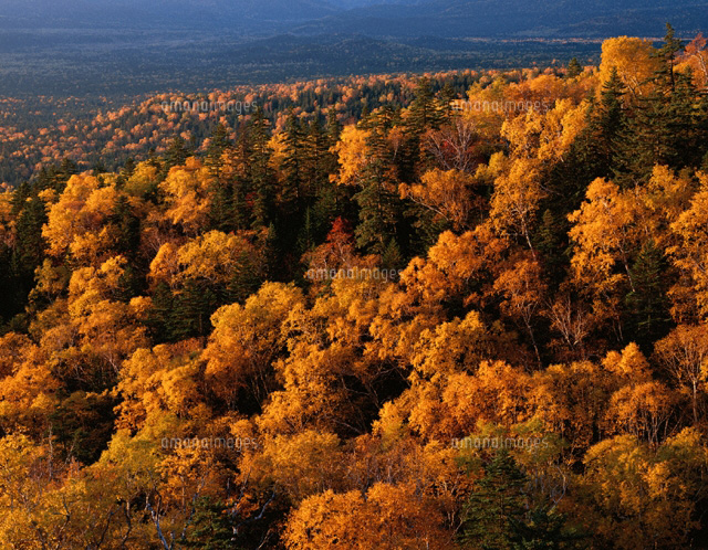 三国峠の紅葉 北海道
(c)YOSHIO SHINKAI/SEBUN PHOTO