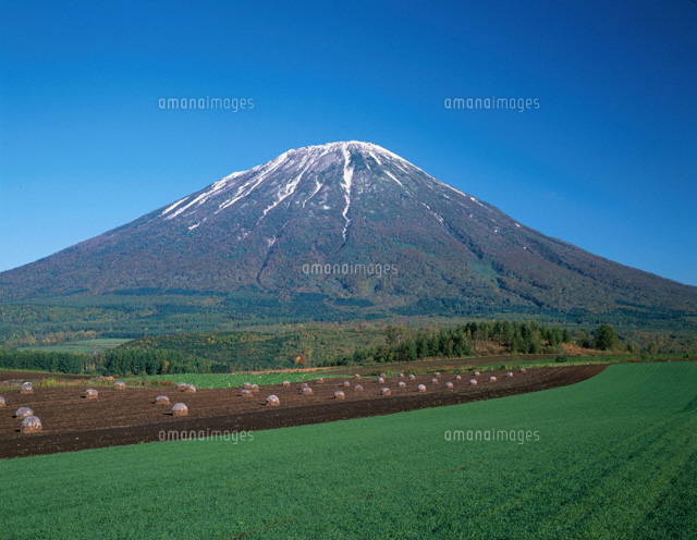 羊蹄山と畑 真狩村 北海道
(c)YOSHIO SHINKAI/SEBUN PHOTO