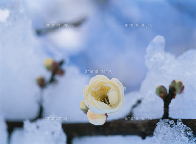白梅と雪
(c)YOSHIO SHINKAI/SEBUN PHOTO