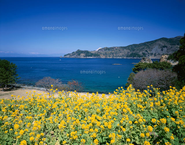 菜の花咲く黄金崎の海 加茂村 伊豆 静岡県
(c)YOSHIO SHINKAI/SEBUN PHOTO