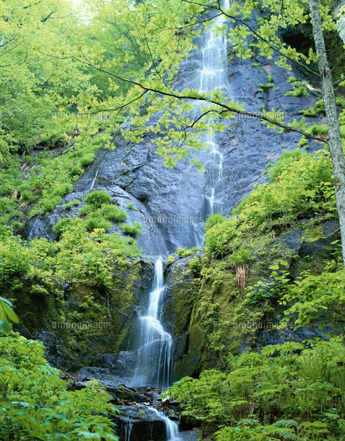 奥入瀬渓流の岩菅ノ滝 十和田湖町 青森県
(c)YOSHIO SHINKAI/SEBUN PHOTO