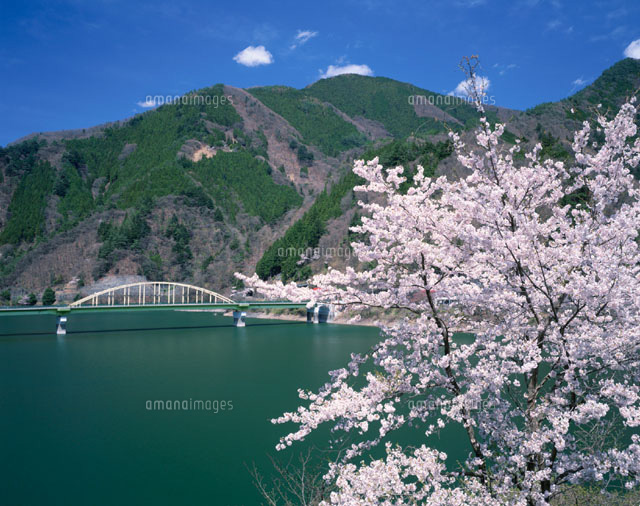 しだれ桜と奥多摩湖 東京都
(c)YOSHIO SHINKAI/SEBUN PHOTO