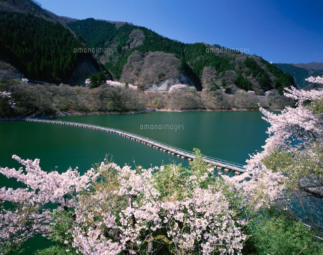 桜と奥多摩湖 東京都
(c)YOSHIO SHINKAI/SEBUN PHOTO