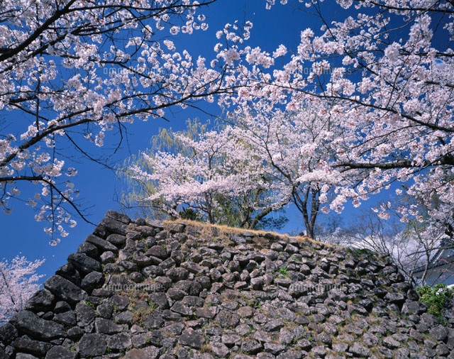 桜と懐古園 小諸市 長野県
(c)YOSHIO SHINKAI/SEBUN PHOTO