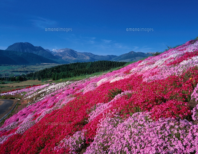 芝桜咲く飯田高原 九重町 大分県
(c)YOSHIO SHINKAI/SEBUN PHOTO