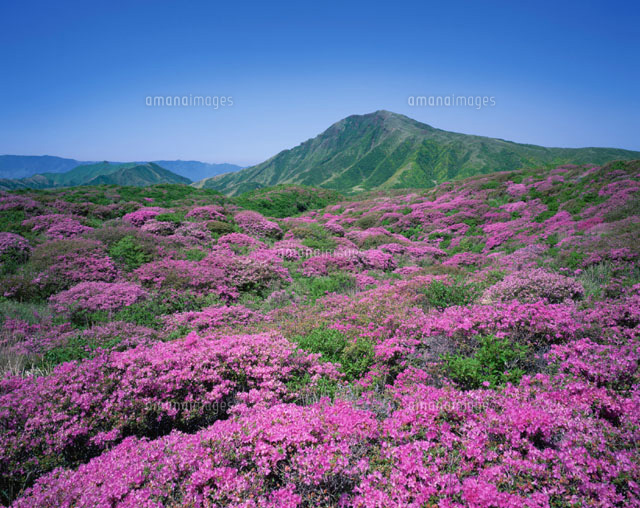 ミヤマキリシマと鳥帽子岳 阿蘇 熊本県
(c)YOSHIO SHINKAI/SEBUN PHOTO