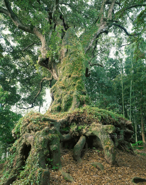 蒲生の大クス 鹿児島県
(c)YOSHIO SHINKAI/SEBUN PHOTO