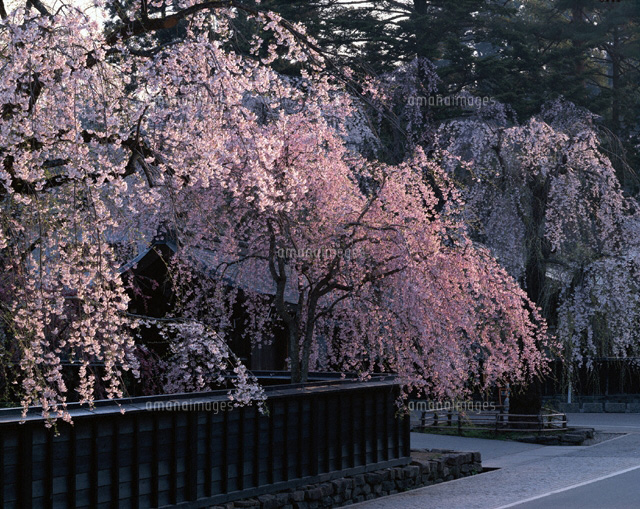 しだれ桜咲く角館武家屋敷 秋田県
(c)YOSHIO SHINKAI/SEBUN PHOTO