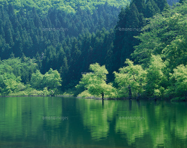 新緑の北竜湖 飯山市 長野県
(c)YOSHIO SHINKAI/SEBUN PHOTO