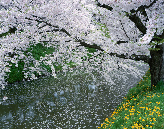 桜とタンポポ
(c)YOSHIO SHINKAI/SEBUN PHOTO
