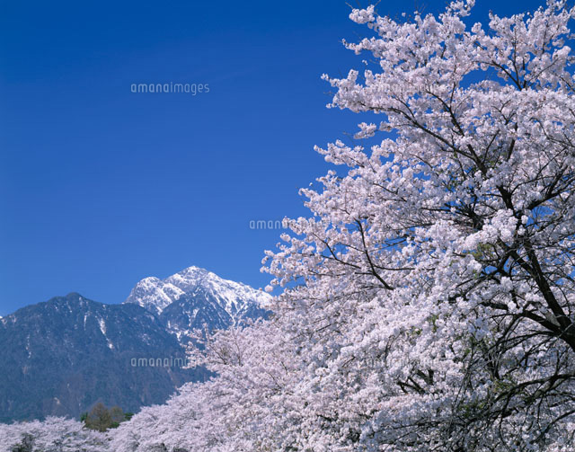 桜と甲斐駒ケ岳
(c)YOSHIO SHINKAI/SEBUN PHOTO