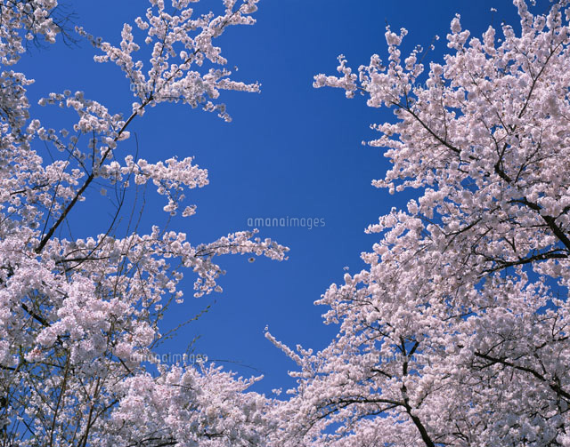 桜と青空
(c)YOSHIO SHINKAI/SEBUN PHOTO