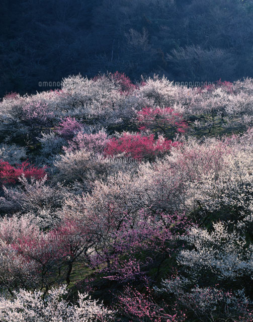 裏高尾の梅林
(c)YOSHIO SHINKAI/SEBUN PHOTO