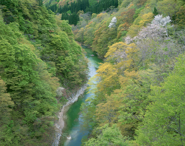 新緑と春もみじの小安峡
(c)YOSHIO SHINKAI/SEBUN PHOTO