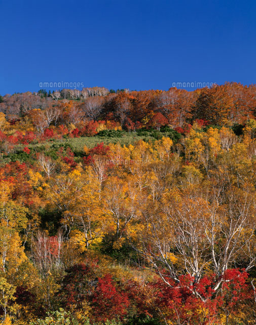 秋の八甲田の紅葉
(c)YOSHIO SHINKAI/SEBUN PHOTO