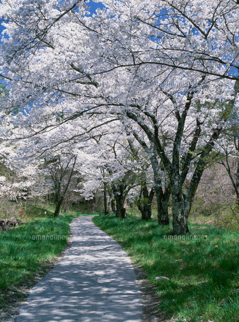 桜と道
(c)YOSHIO SHINKAI/SEBUN PHOTO