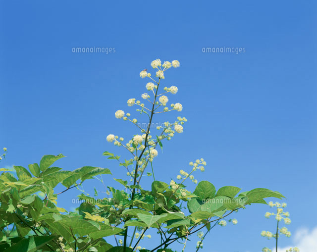 ウドの花と青空
(c)YOSHIO SHINKAI/SEBUN PHOTO
