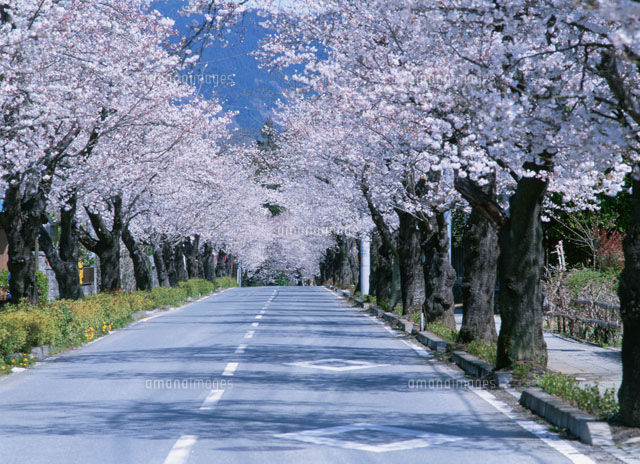 桜並木
(c)YOSHIO SHINKAI/SEBUN PHOTO