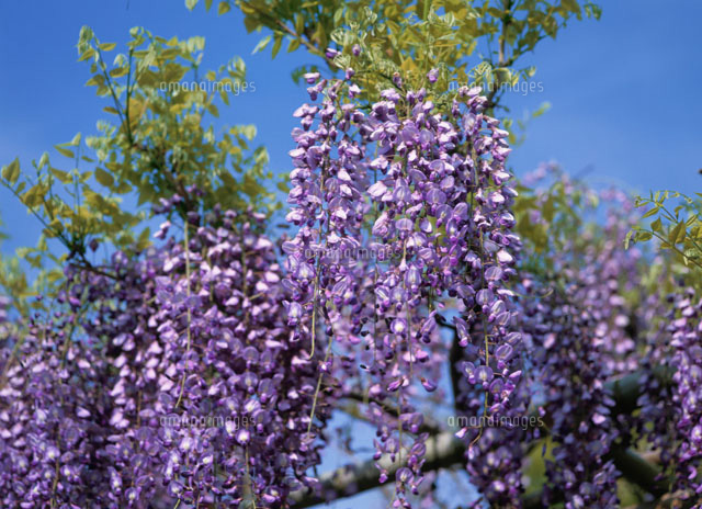 藤の花
(c)YOSHIO SHINKAI/SEBUN PHOTO