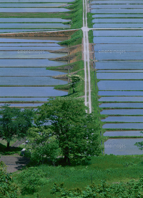 水田と道
(c)YOSHIO SHINKAI/SEBUN PHOTO
