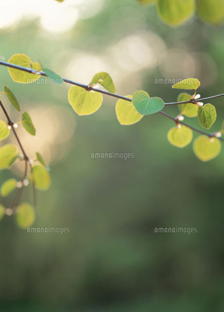 桂の葉
(c)YOSHIO SHINKAI/SEBUN PHOTO