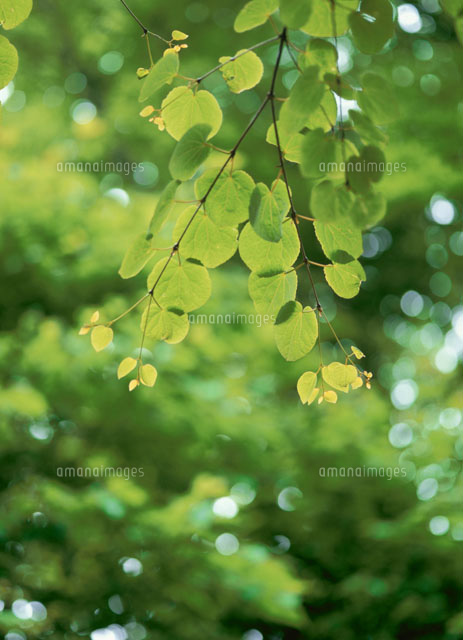 桂の葉
(c)YOSHIO SHINKAI/SEBUN PHOTO