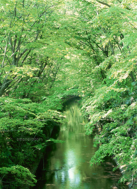 玉川上水
(c)YOSHIO SHINKAI/SEBUN PHOTO