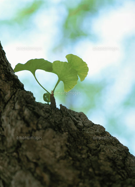 イチョウの若葉
(c)YOSHIO SHINKAI/SEBUN PHOTO