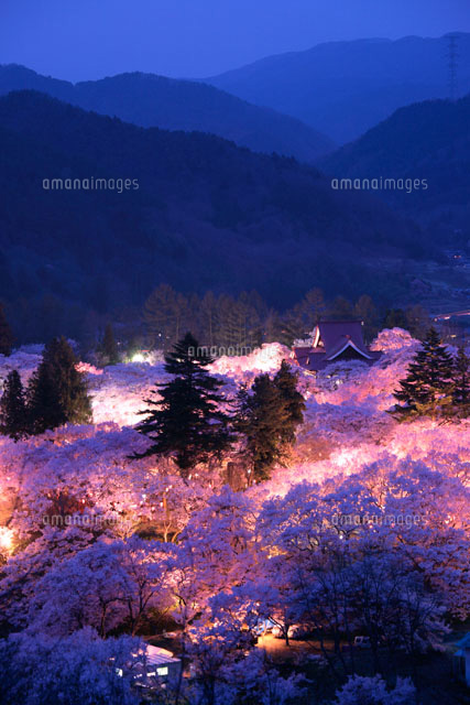 高遠城址の夜桜
(c)YOSHIO SHINKAI/SEBUN PHOTO