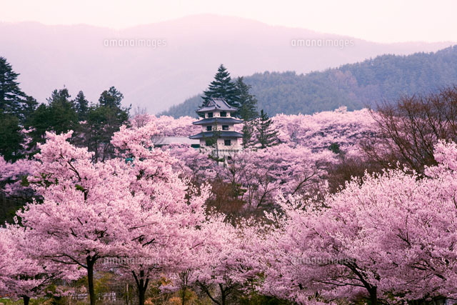 朝の高遠城址の桜
(c)YOSHIO SHINKAI/SEBUN PHOTO