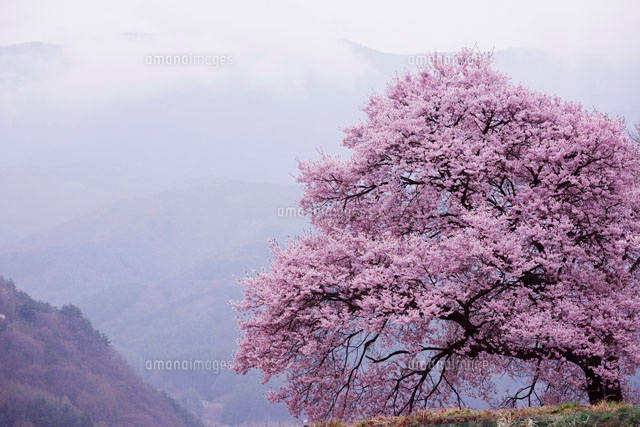 勝間の桜
(c)YOSHIO SHINKAI/SEBUN PHOTO