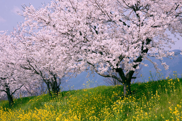 揖斐川堤の桜と菜の花
(c)YOSHIO SHINKAI/SEBUN PHOTO