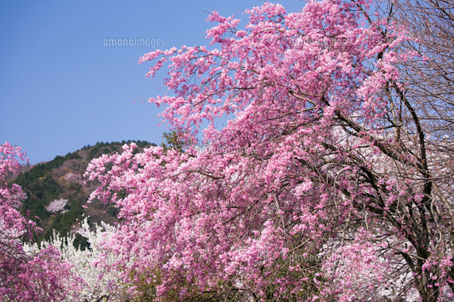 霞間ヶ渓の桜
(c)YOSHIO SHINKAI/SEBUN PHOTO