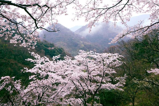 浜坂の城山公園の桜
(c)YOSHIO SHINKAI/SEBUN PHOTO