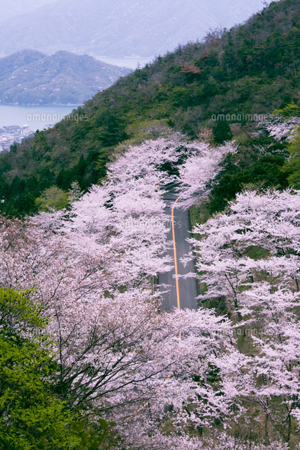 野呂山の桜と道
(c)YOSHIO SHINKAI/SEBUN PHOTO