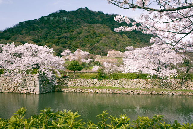 久松公園の桜 鳥取城跡
(c)YOSHIO SHINKAI/SEBUN PHOTO