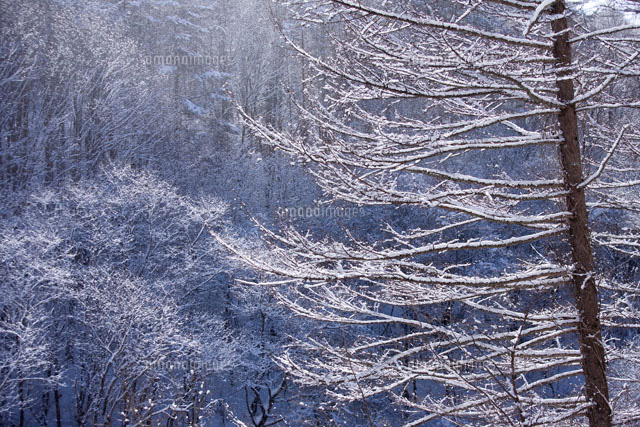 開田高原の霧氷
(c)YOSHIO SHINKAI/SEBUN PHOTO