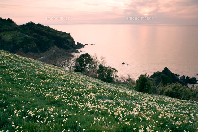 越前岬のスイセンの花と夕日
(c)YOSHIO SHINKAI/SEBUN PHOTO