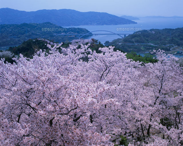 伯方島の桜
(c)YOSHIO SHINKAI/SEBUN PHOTO