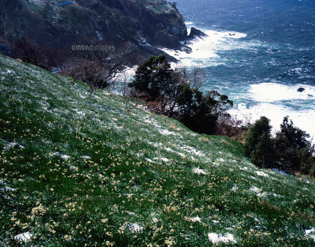 越前岬のスイセンの花と雪
(c)YOSHIO SHINKAI/SEBUN PHOTO