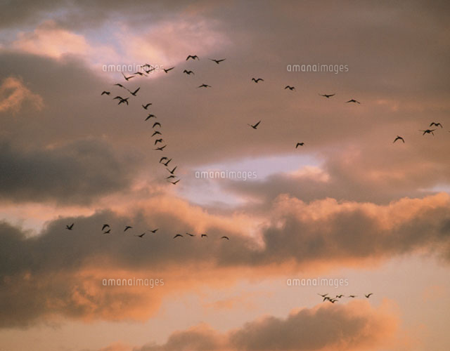 夕暮れの空を飛翔する雁 進町 宮崎県
(c)KAZUNORI ARAKI/SEBUN PHOTO
