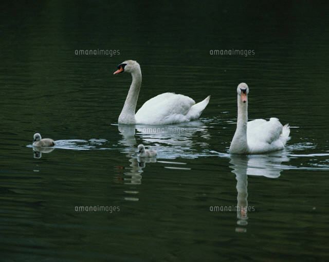3羽の白鳥の親子 福島県
(c)KAZUNORI ARAKI/SEBUN PHOTO