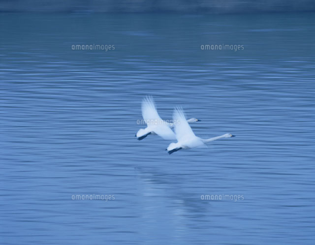 水面を飛ぶ2羽のハクチョウ 宮城県
(c)KAZUNORI ARAKI/SEBUN PHOTO
