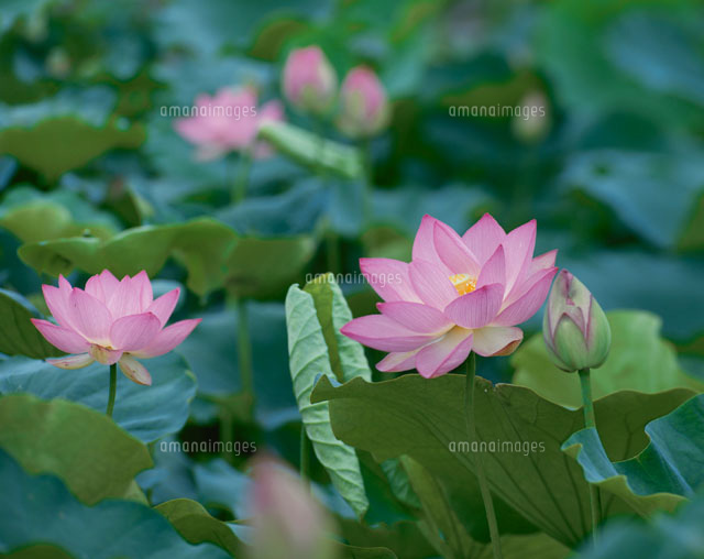 蓮
(c)KAZUNORI ARAKI/SEBUN PHOTO