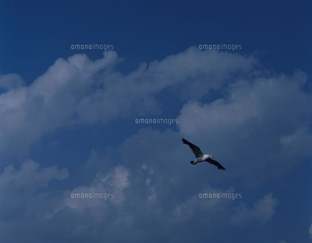 青空を飛行するウミネコ
(c)KAZUNORI ARAKI/SEBUN PHOTO