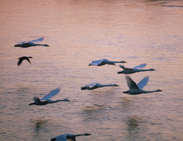 飛行するハクチョウの群れ 伊豆沼付近 宮城県
(c)KAZUNORI ARAKI/SEBUN PHOTO