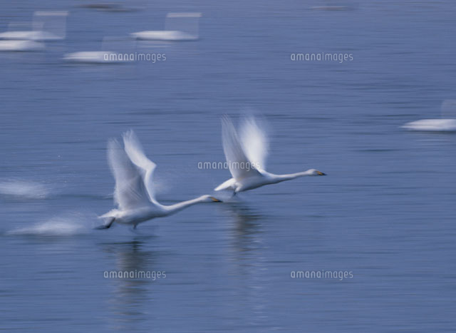 水面から飛行する2羽のハクチョウ 伊豆沼付近 宮城県
(c)KAZUNORI ARAKI/SEBUN PHOTO