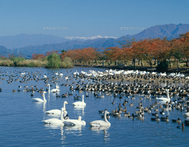 晩秋の瓢湖 新潟県
(c)KAZUNORI ARAKI/SEBUN PHOTO