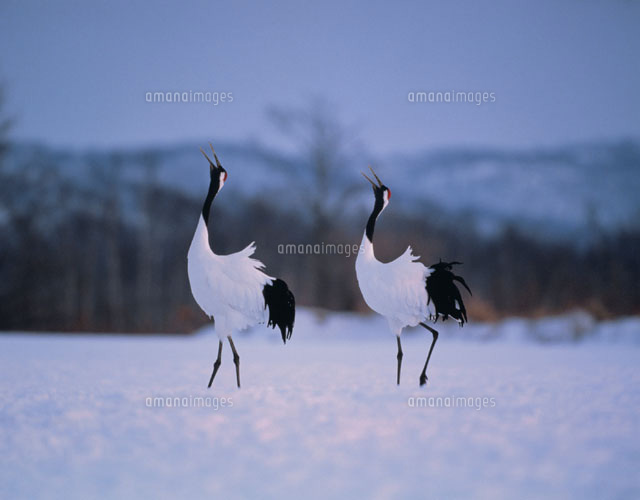 雪原で鳴くタンチョウヅル 鶴居村 北海道
(c)KAZUNORI ARAKI/SEBUN PHOTO