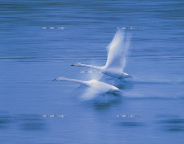 飛行する2羽のハクチョウ 伊豆沼付近 宮城県
(c)KAZUNORI ARAKI/SEBUN PHOTO